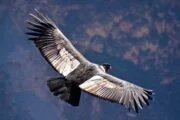 colca canyon trek difficulty