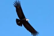 colca tour from puno