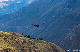 Colca canyon tour